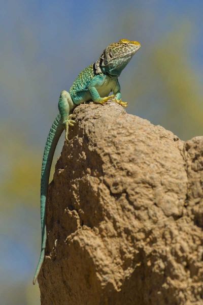 Arizona, Sonoran Desert Collared lizard on rock